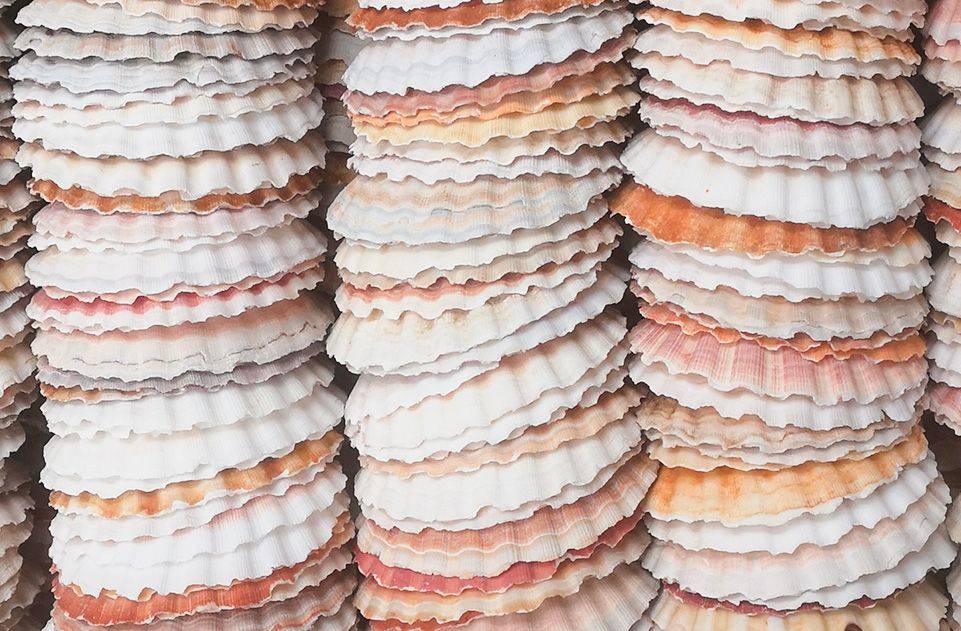Stacks of colorful, scalloped seashells arranged vertically, showcasing shades of white, pink, orange, and beige.